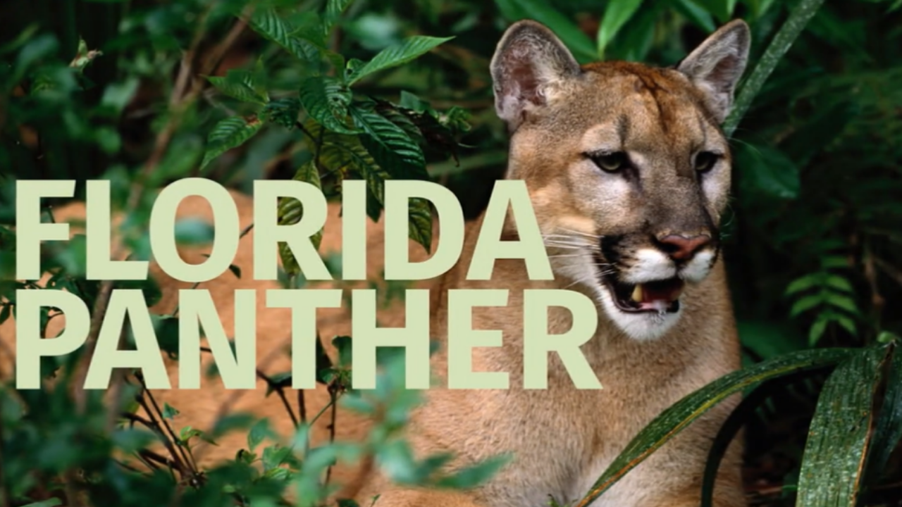 Florida panther.