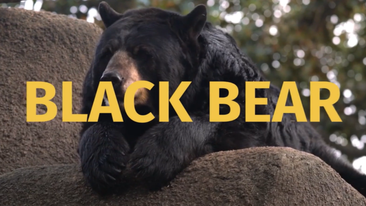 Black bear.