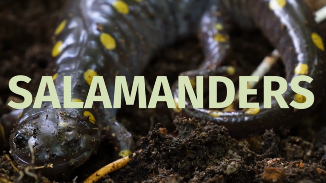 Salamanders.