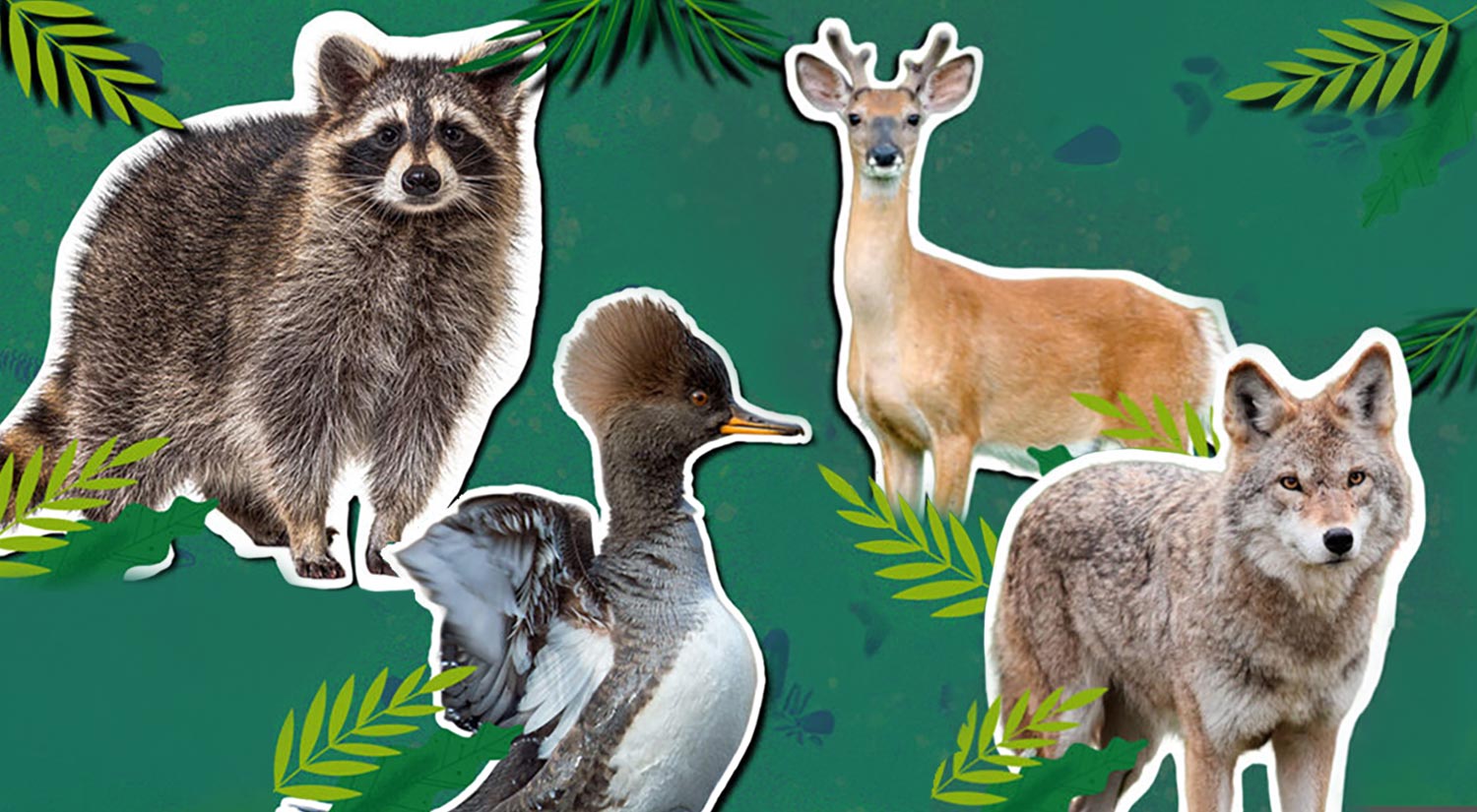 Cutout images of animals caught on camera.