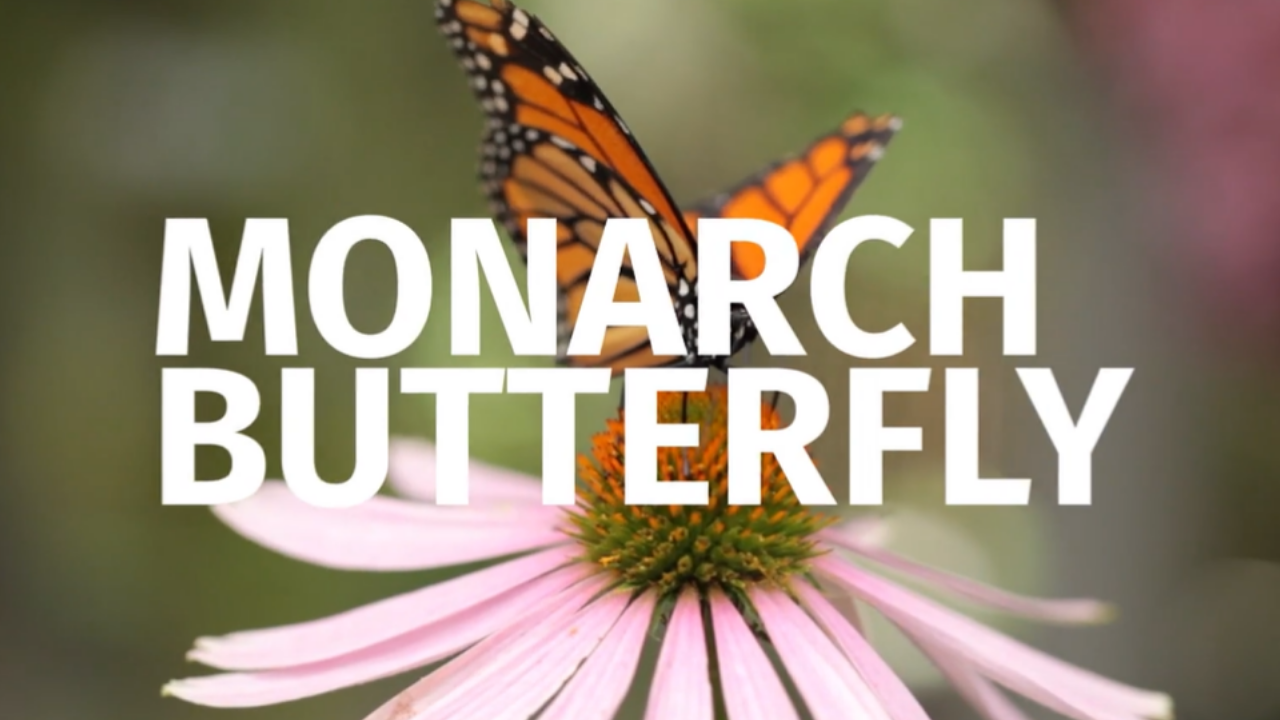 Image of a Monarch butterfly