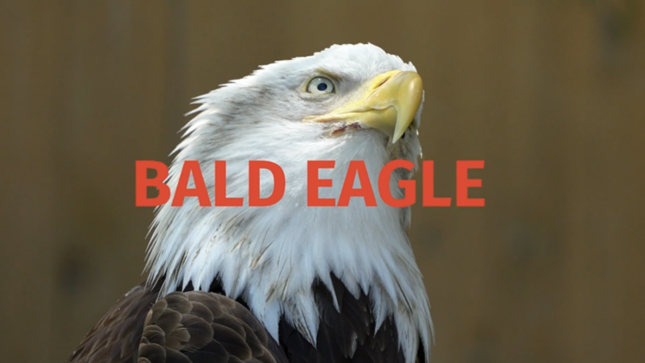 Image of a Bald Eagle