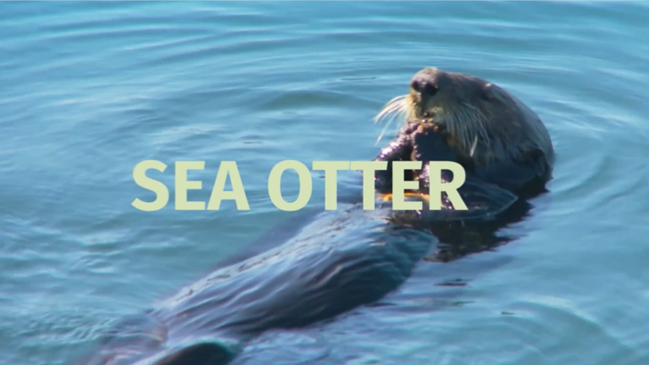 Image of a Sea Otter