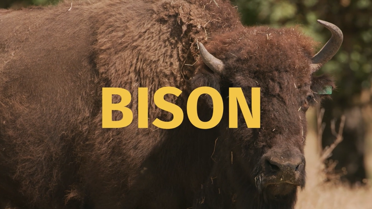 Image of a Bison