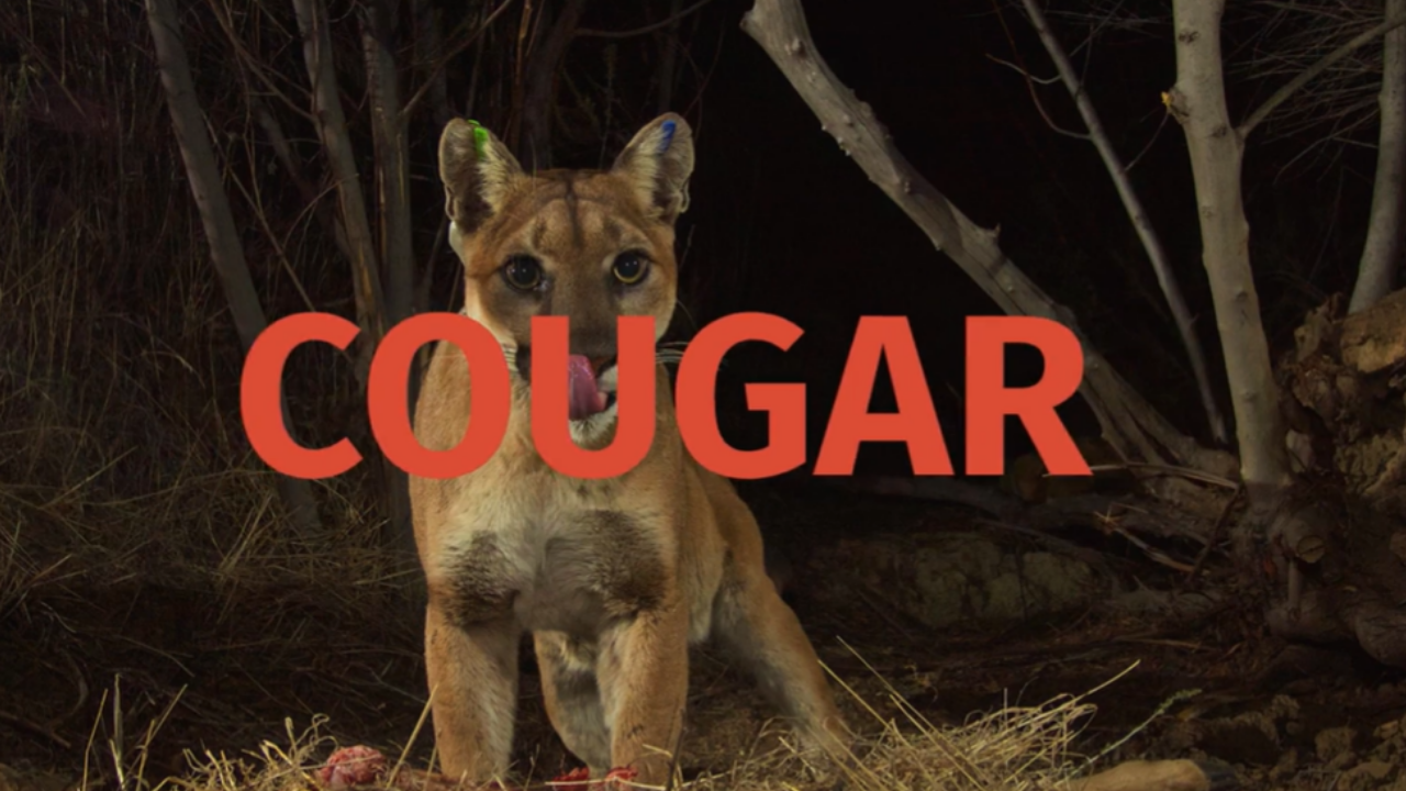 Image of a Cougar
