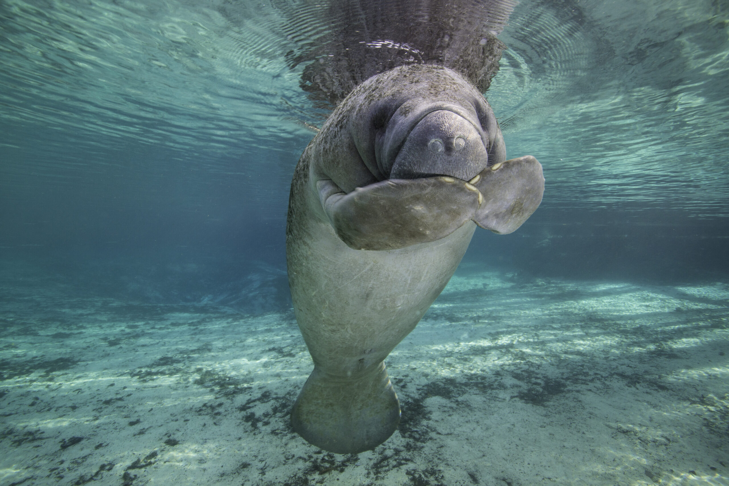 A young manatee has flippers in front of its mouth making it look like surprise or shy.